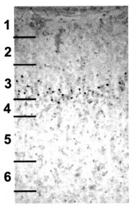 Figure 6A JNeurosci 2001a